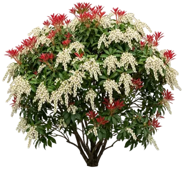 Mountain Fire Pieris cut-out illustration