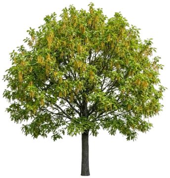 Pin Oak cut-out illustration