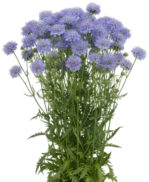 Pincushion Flower cut-out illustration