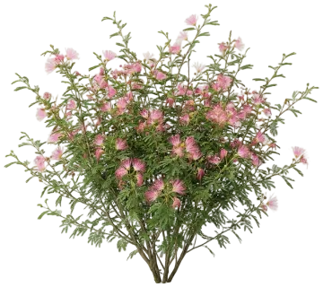 Pink Fairy Duster cut-out illustration