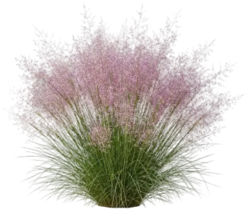 Pink Muhly Grass cut-out illustration