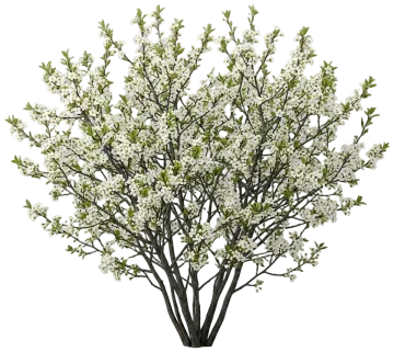 American Plum cut-out illustration