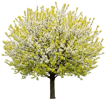 Mexican Plum cut-out illustration