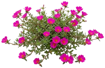 Magenta Portulaca cut-out illustration