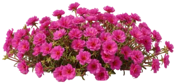 Pink Portulaca cut-out illustration