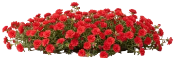 Red Portulaca cut-out illustration