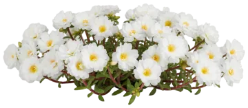 White Portulaca cut-out illustration