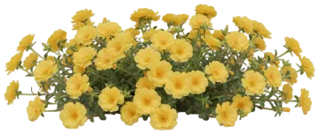 Yellow Portulaca cut-out illustration