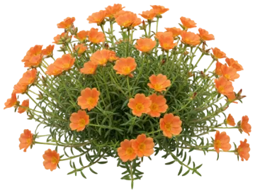 Portulaca cut-out illustration