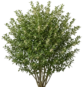 Possumhaw Holly cut-out illustration