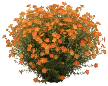 Tangerine cut-out illustration