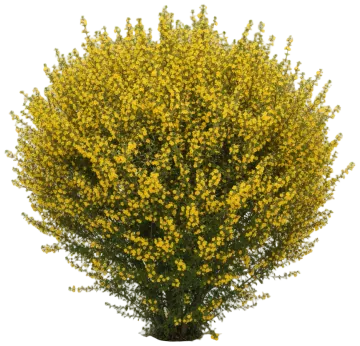 Potentilla cut-out illustration