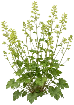 Prairie Alumroot cut-out illustration