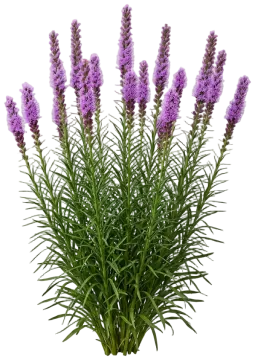Prairie Blazing Star cut-out illustration