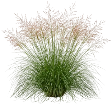 Prairie Dropseed Grass cut-out illustration