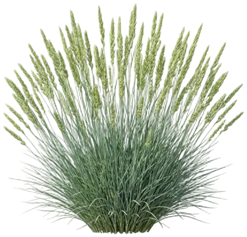 Prairie Junegrass cut-out illustration