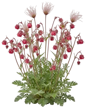 Prairie Smoke cut-out illustration