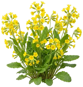 Primrose cut-out illustration