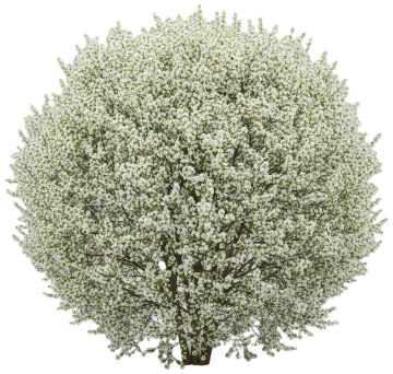 Princess Diana Serviceberry cut-out illustration
