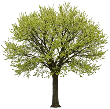 Princeton American Elm cut-out illustration