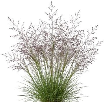 Purple Lovegrass cut-out illustration