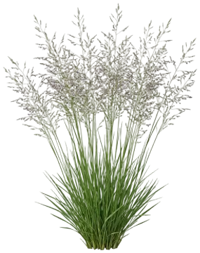 Purple Moor Grass cut-out illustration