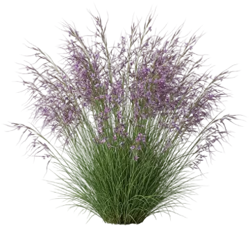 Purple Needlegrass cut-out illustration