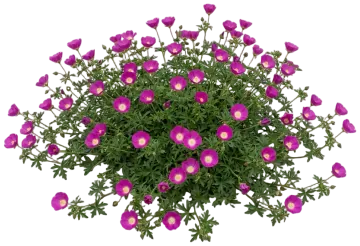 Purple Poppy Mallow cut-out illustration