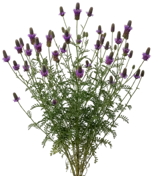 Purple Prairie Clover cut-out illustration