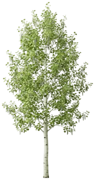 Quaking Aspen cut-out illustration
