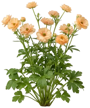 Apricot Ranunculus cut-out illustration