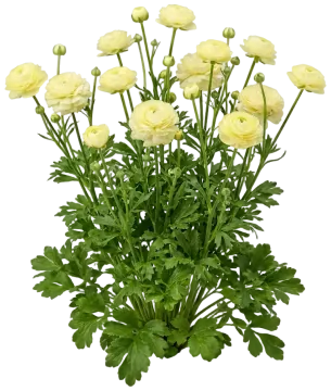 Cream Ranunculus cut-out illustration