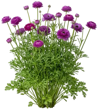 Magenta Ranunculus cut-out illustration
