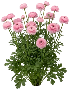 Pink Ranunculus cut-out illustration