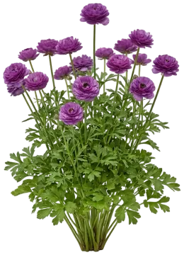 Purple Ranunculus cut-out illustration
