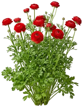 Red Ranunculus cut-out illustration