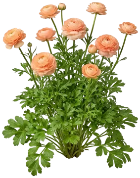 Salmon Ranunculus cut-out illustration
