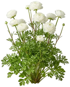 White Ranunculus cut-out illustration