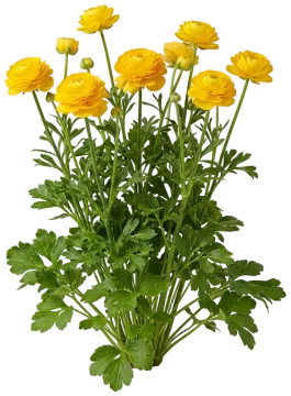 Yellow Ranunculus cut-out illustration
