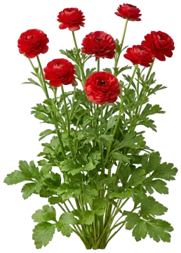 Ranunculus cut-out illustration