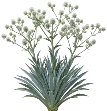 Rattlesnake Master cut-out illustration