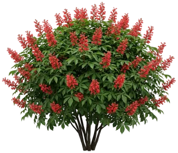 Red Buckeye cut-out illustration