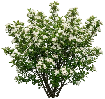 Red Chokeberry cut-out illustration