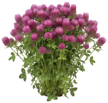 Red Clover cut-out illustration