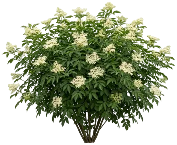 Red Elderberry cut-out illustration