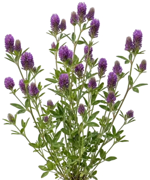Red Feather Clover cut-out illustration