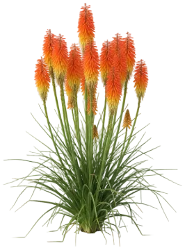 Red Hot Poker cut-out illustration