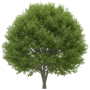 Red Maple cut-out illustration