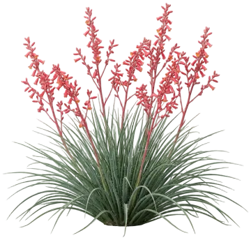 Red Yucca cut-out illustration