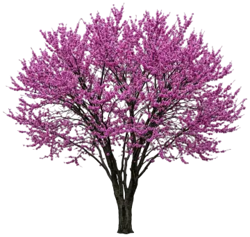 Eastern Redbud cut-out illustration